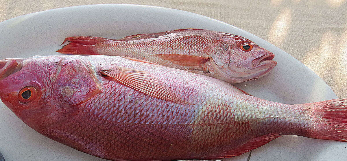 Image of Bream