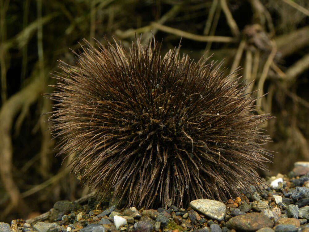 Image of Apeiba tibourbou Aubl.