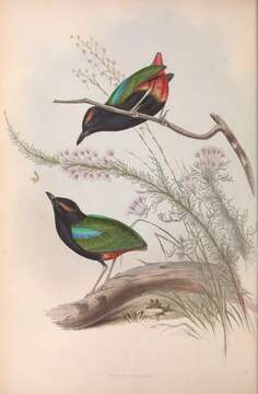 Image of Rainbow Pitta