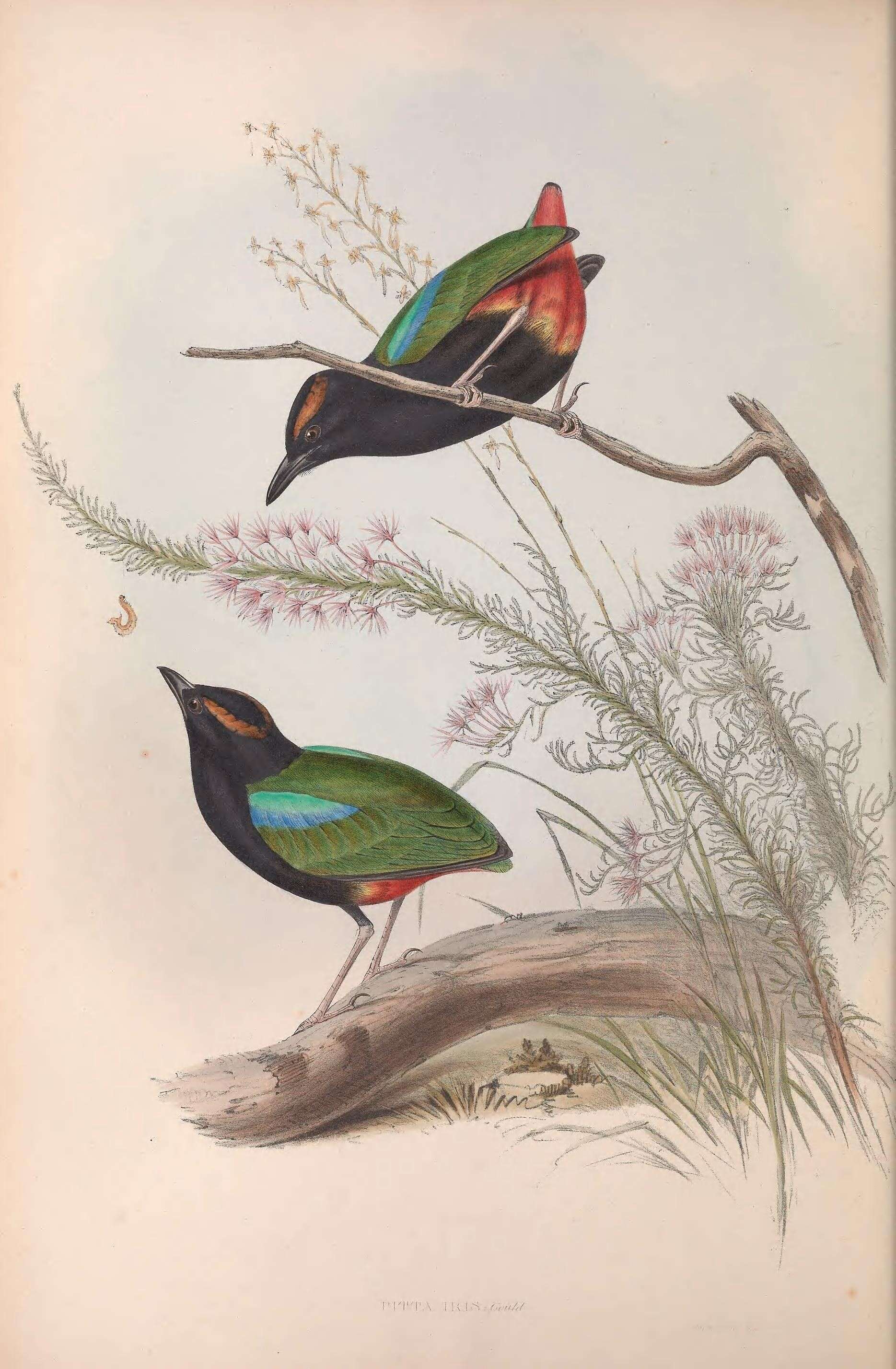 Image of Pitta Vieillot 1816