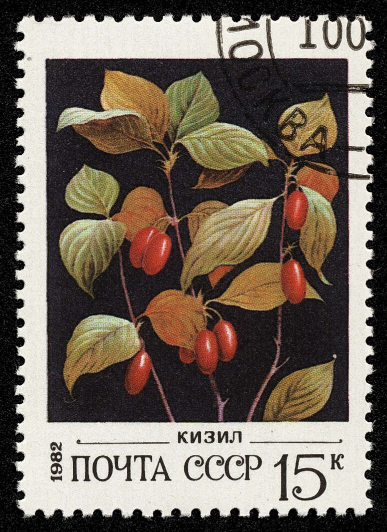 Image of dogwoods