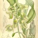 Image of Catasetum lemosii Rolfe
