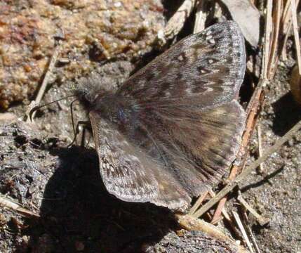 Image of Juvenal's Duskywing