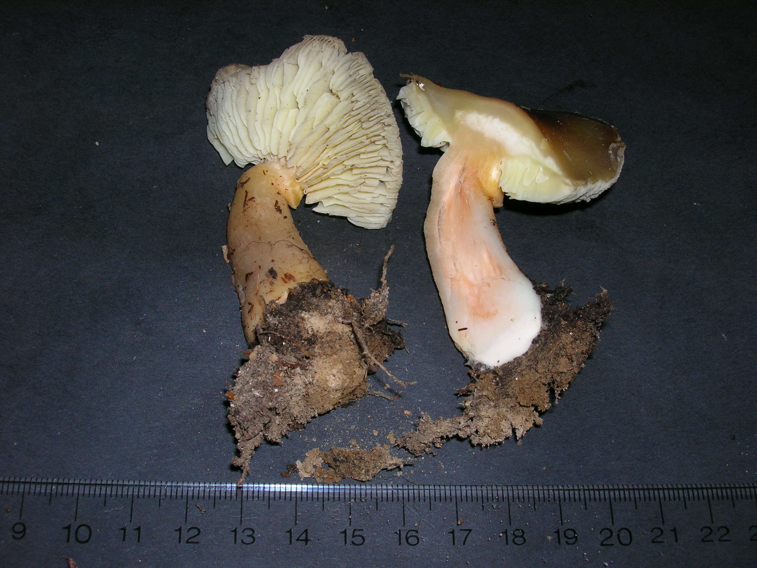 Image of soap tricholoma