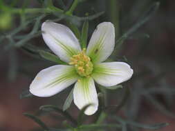 Image de Nitrariaceae