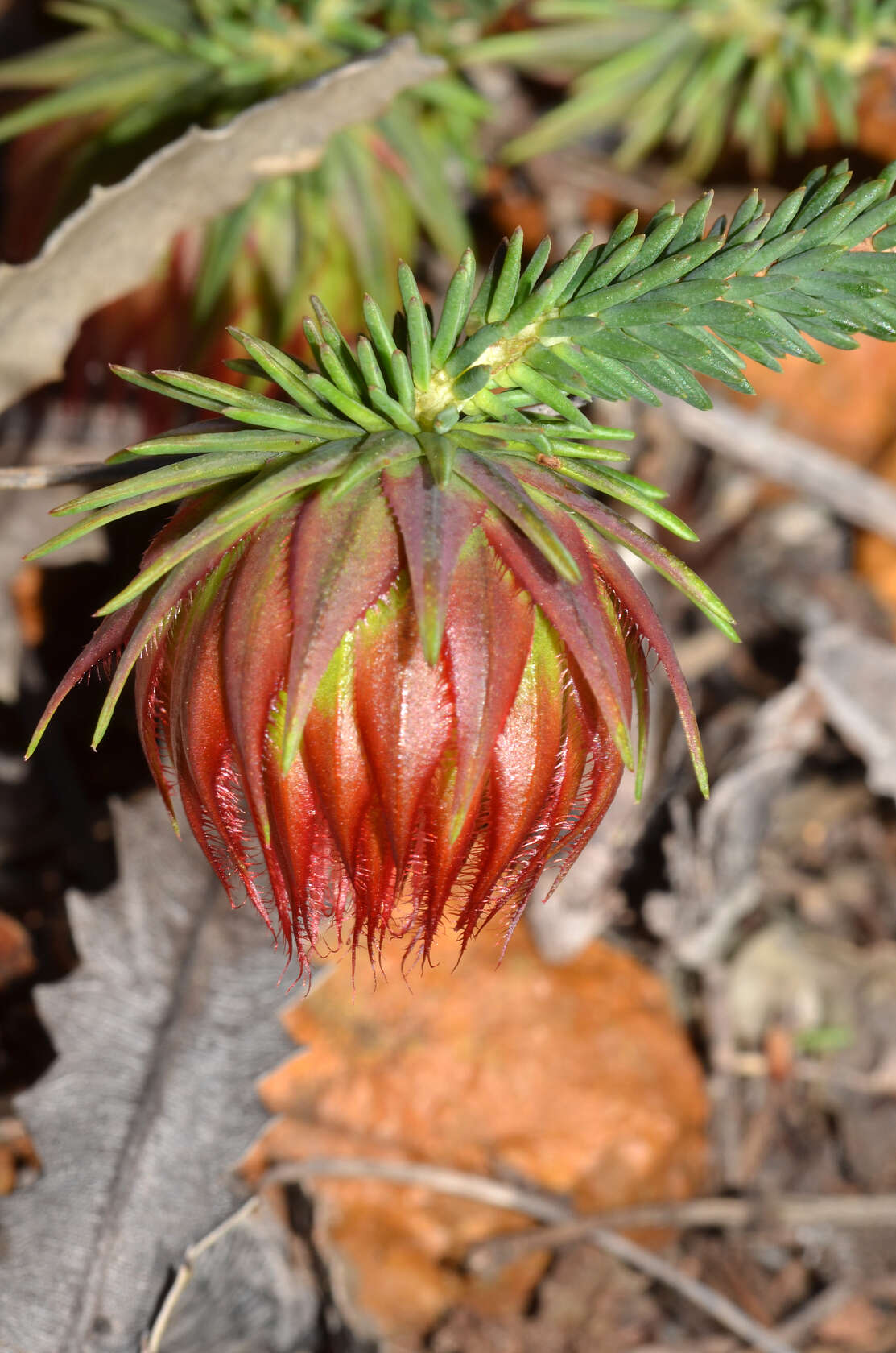 Image of Darwinia neildiana F. Müll.