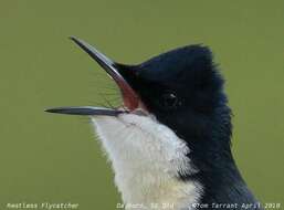 Image of Restless Flycatcher