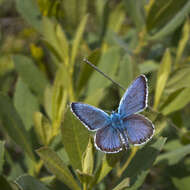 Imagem de Plebejus argus (Linnaeus 1758)