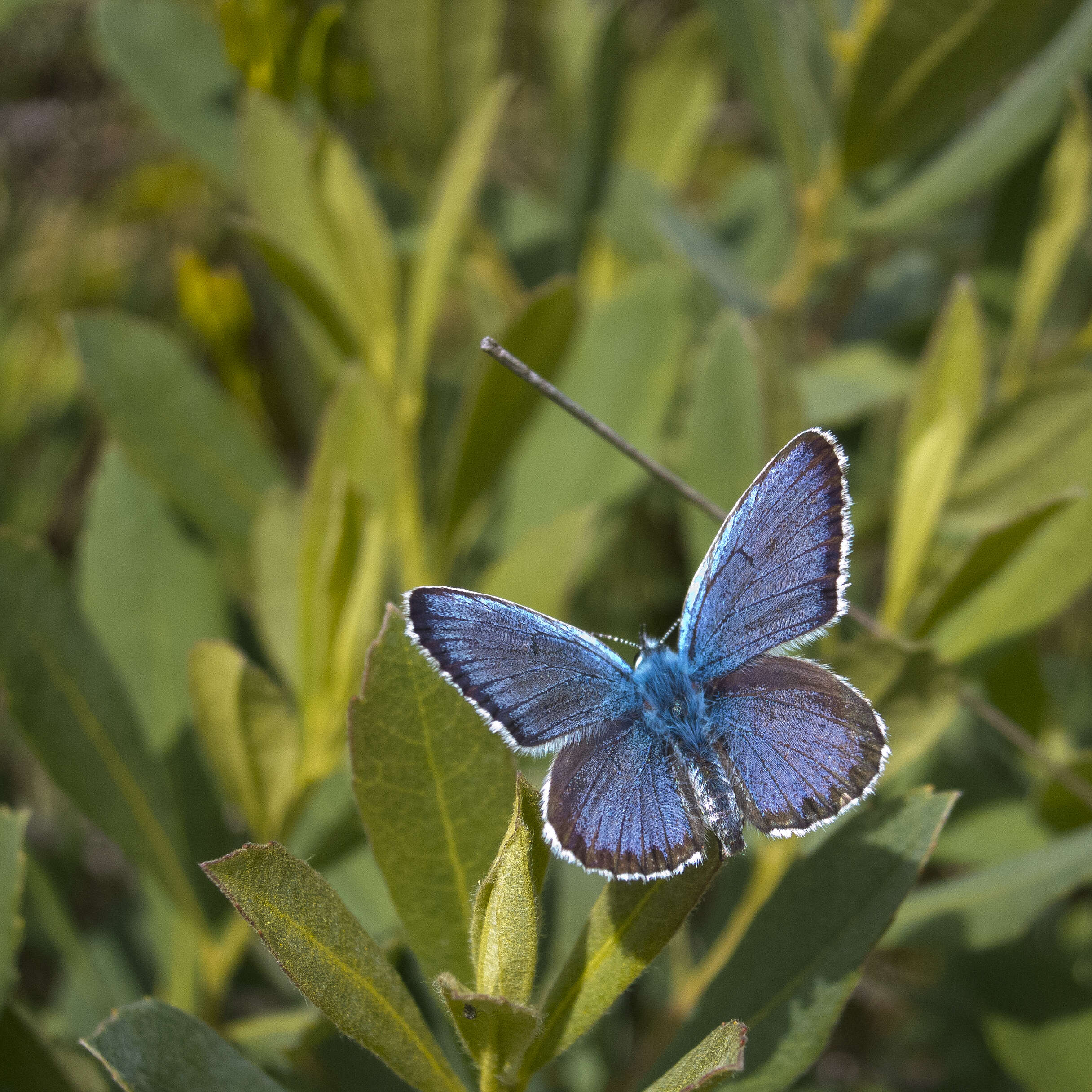 Image of Plebejus