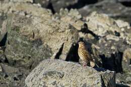 Image of South Georgia Pipit