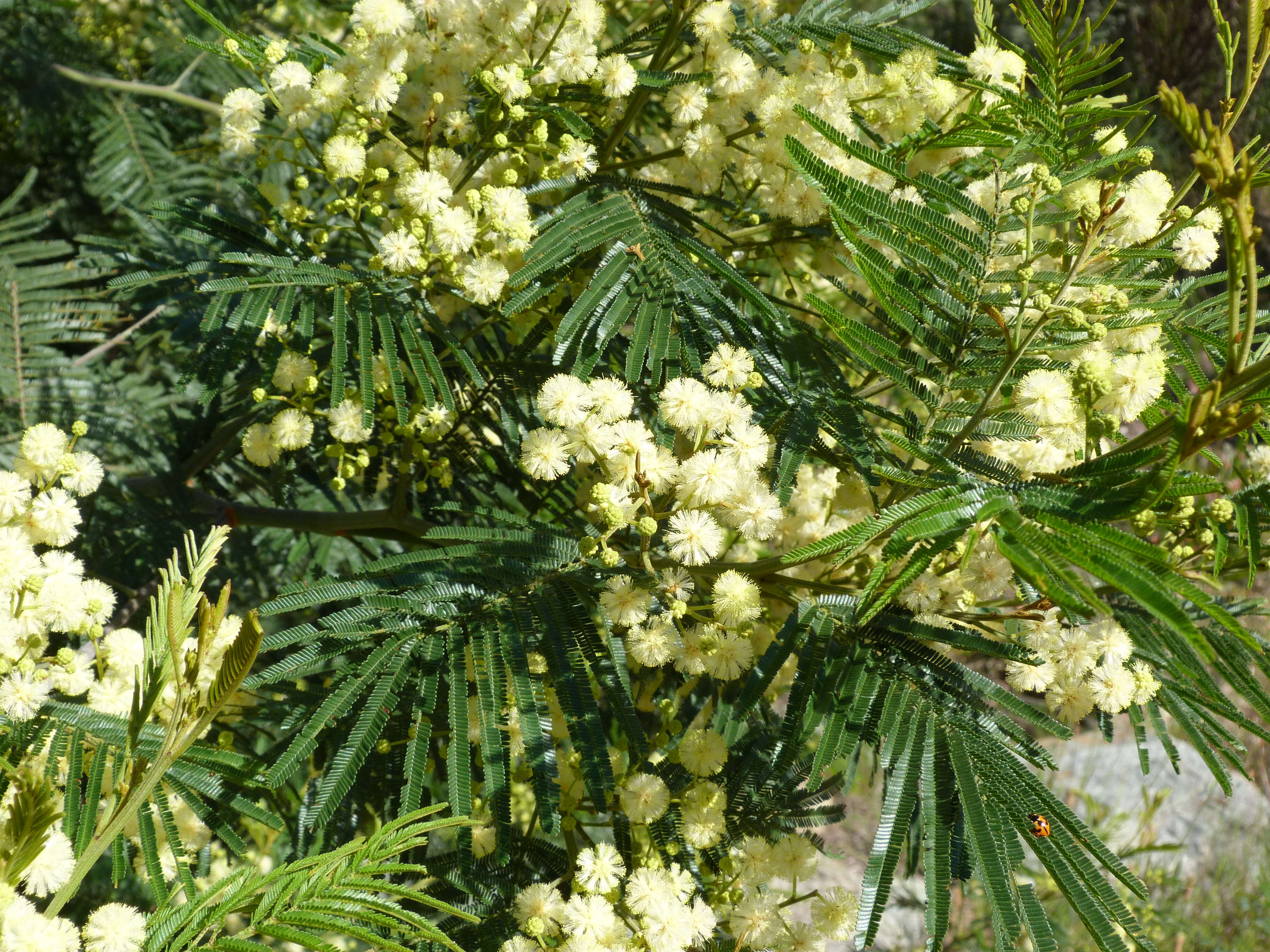 Image of green wattle