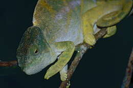 Image of Madagascar & Seychelles Islands Chameleons