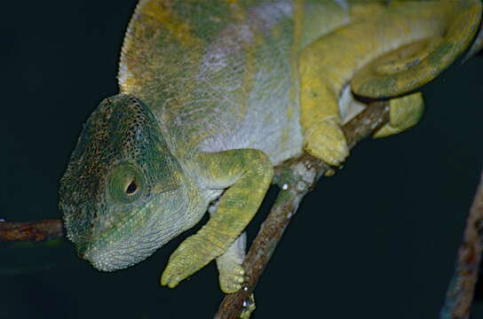 Image of Parson's Chameleon