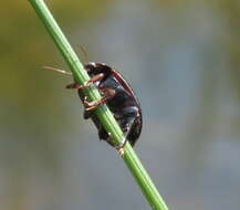 Image of Agabus (Gaurodytes) bipustulatus (Linnaeus 1767)