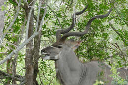 Image of Spiral-horned Antelope