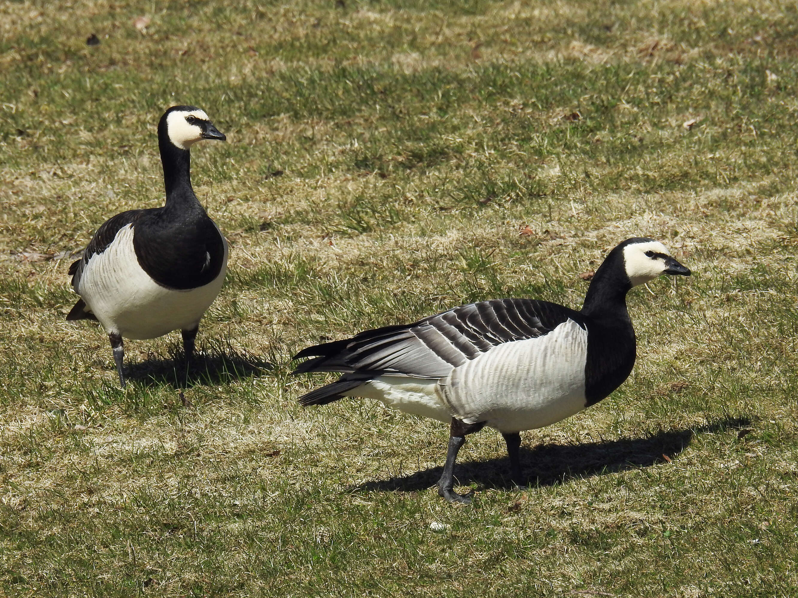 Image of Hawaiian goose