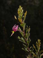 Image de Krameriaceae