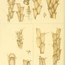 Sivun Bugula robusta MacGillivray 1869 kuva