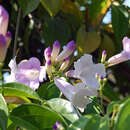 Image of Garlic-Scented Vine