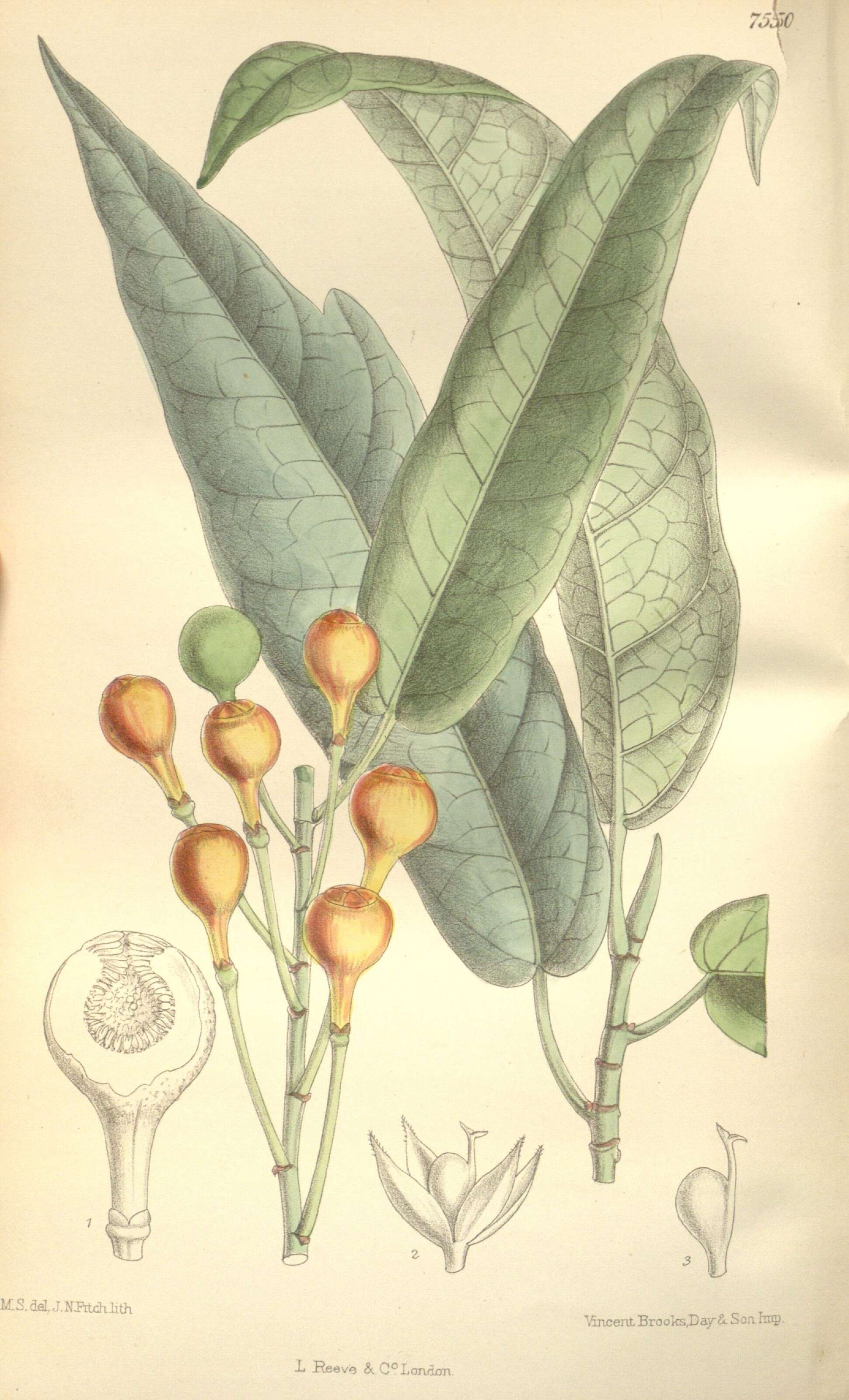 Image of Ficus erecta Thunb.