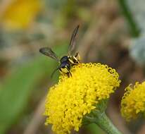 Cerceris rybyensis (Linnaeus 1771) resmi