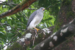 Image of Grey Goshawk