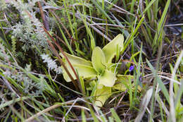 Image of Common butterwort