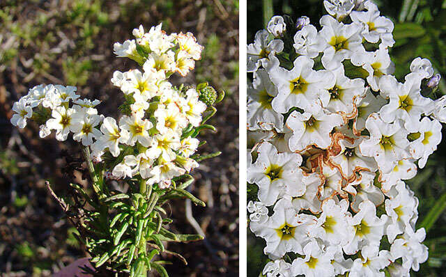 Image of heliotrope