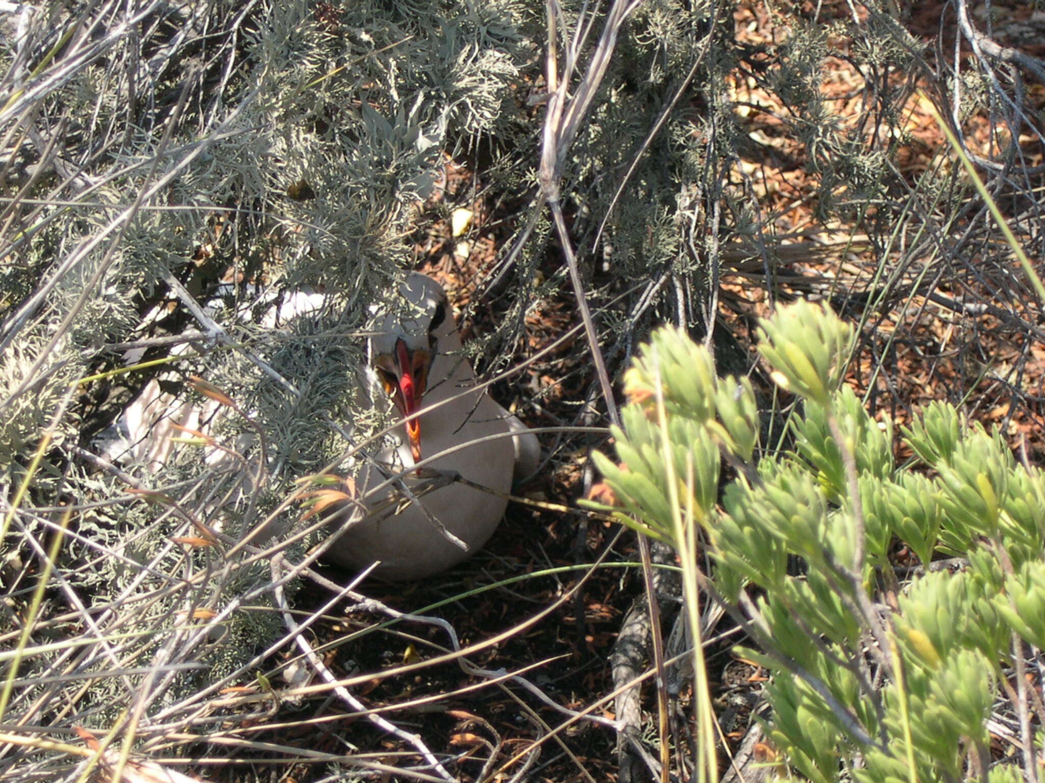 Image of Red-tailed Tropicbird