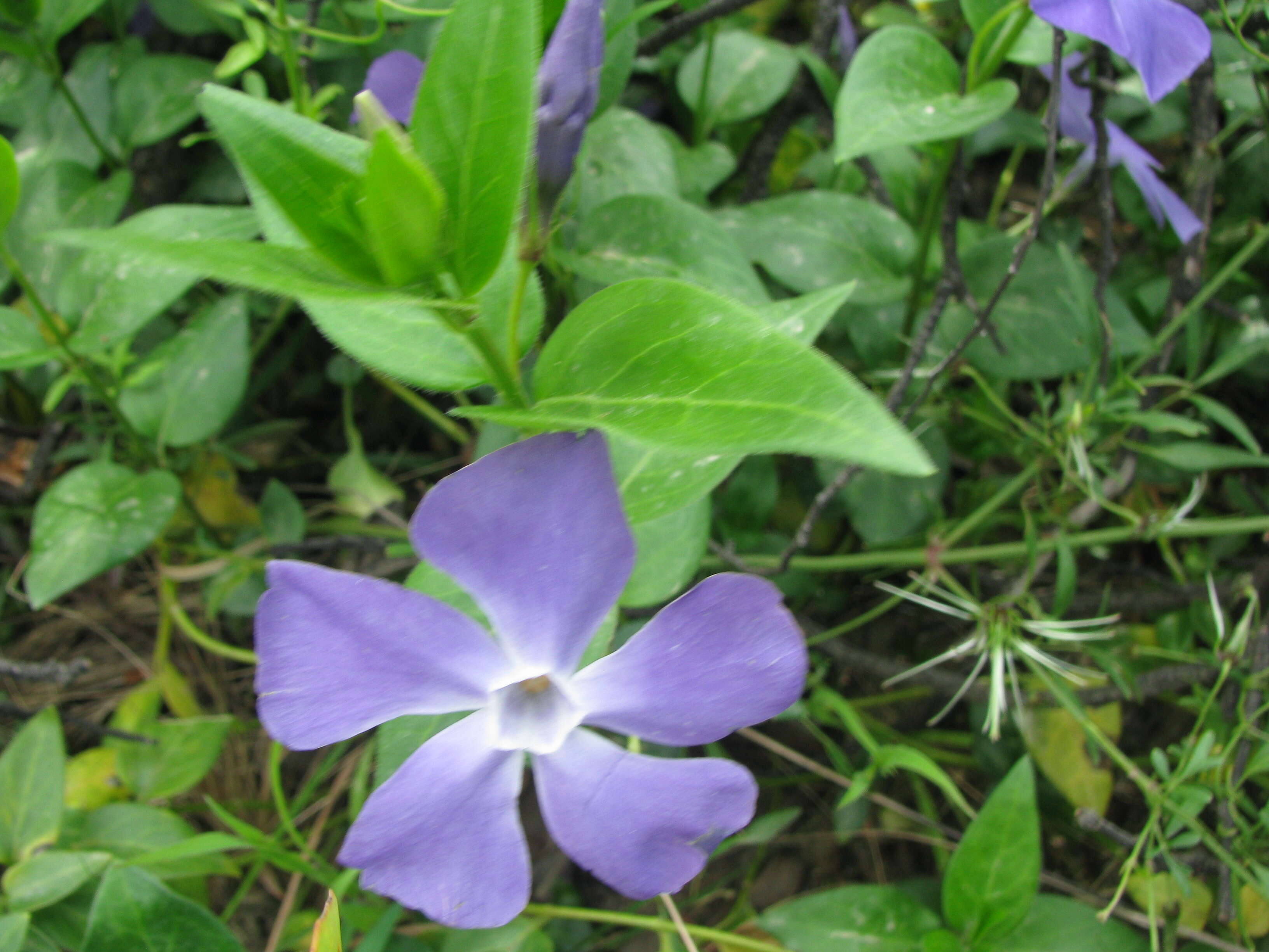 Image de Vinca major L.