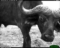 Image of African Buffaloes