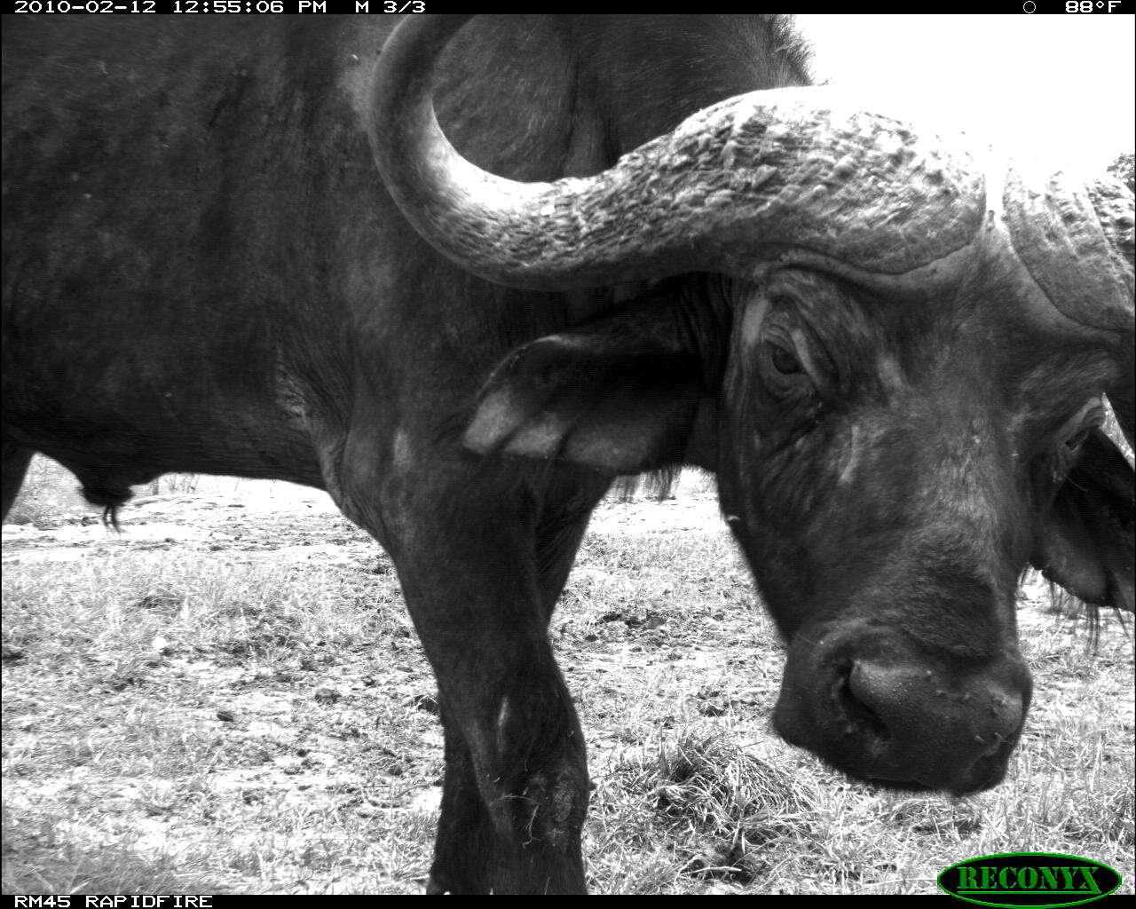 Image of African Buffaloes