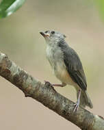 Image of American Titmice