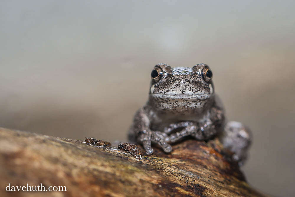 Image of Gray Treefrog