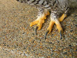 Image of Barred Eagle-Owl