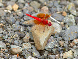 Image of Brachythemis Brauer 1868