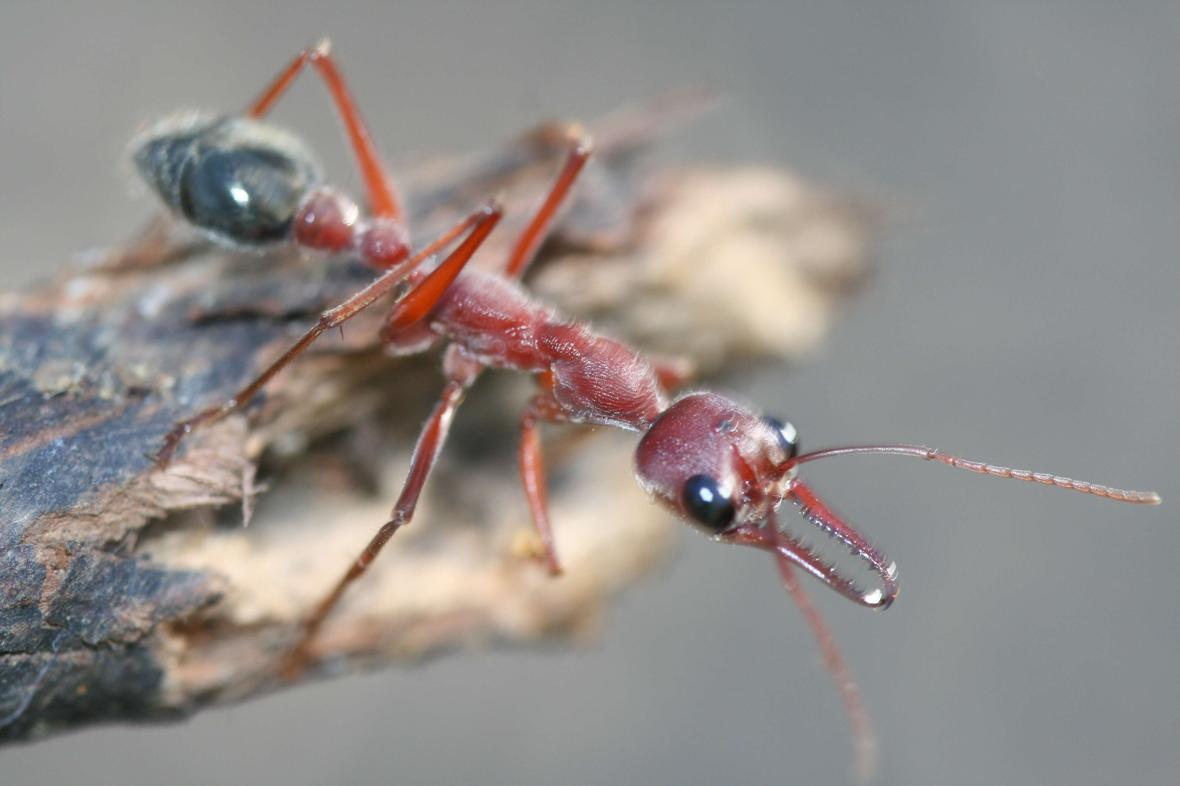 Image of Bull ants