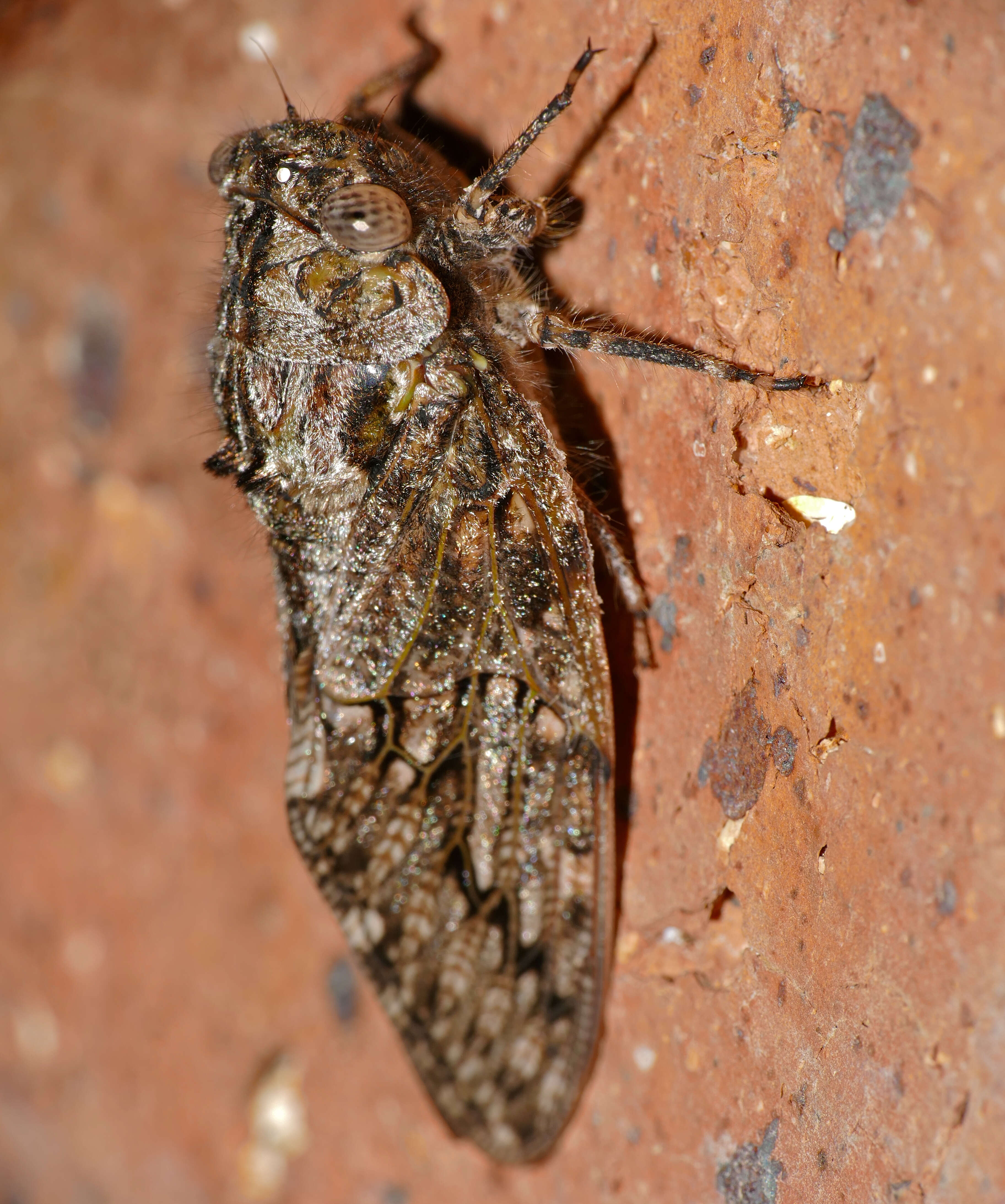 Image of Platypleura