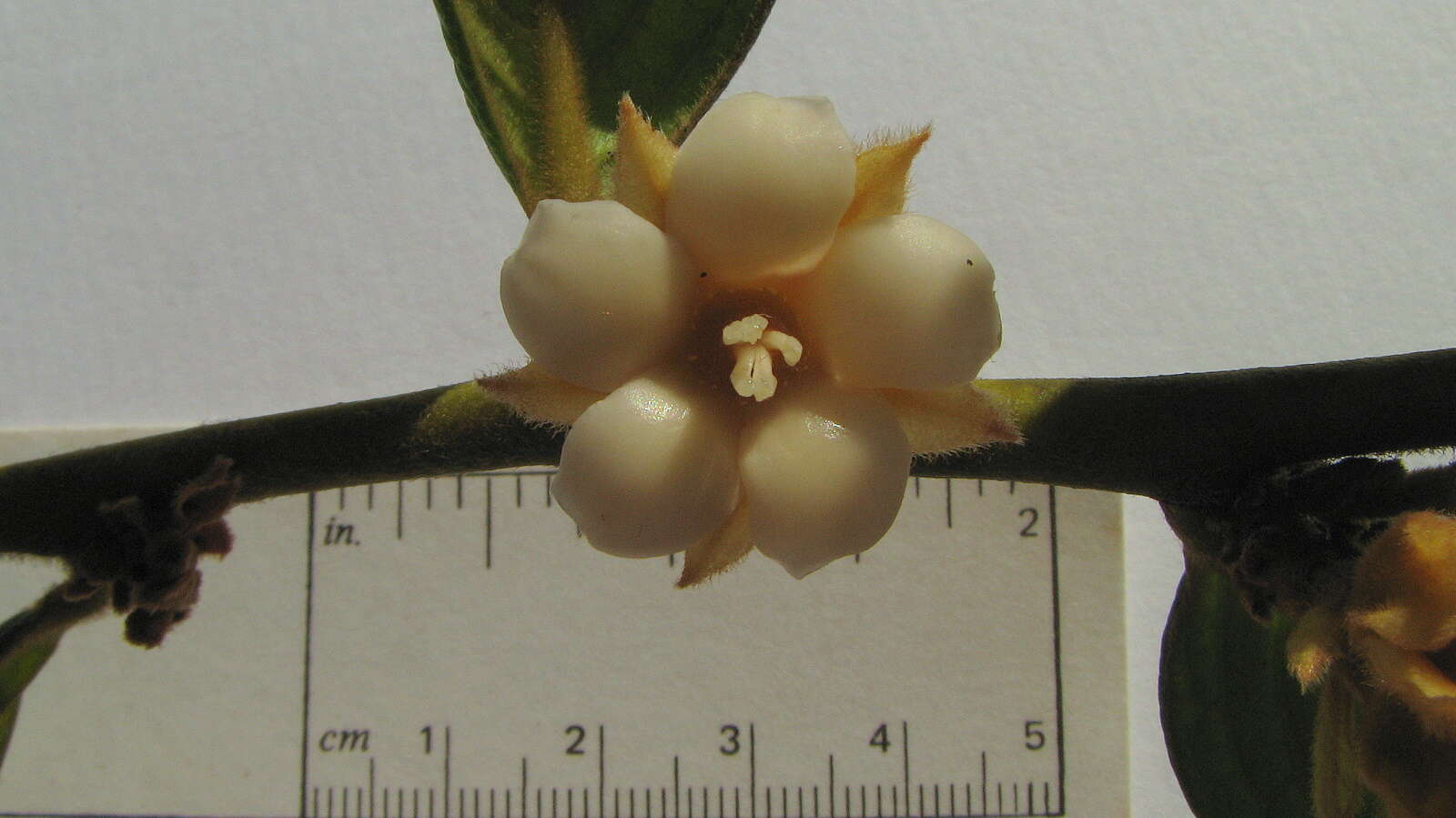 Image of Diospyros gaultheriifolia Mart. ex Miq.