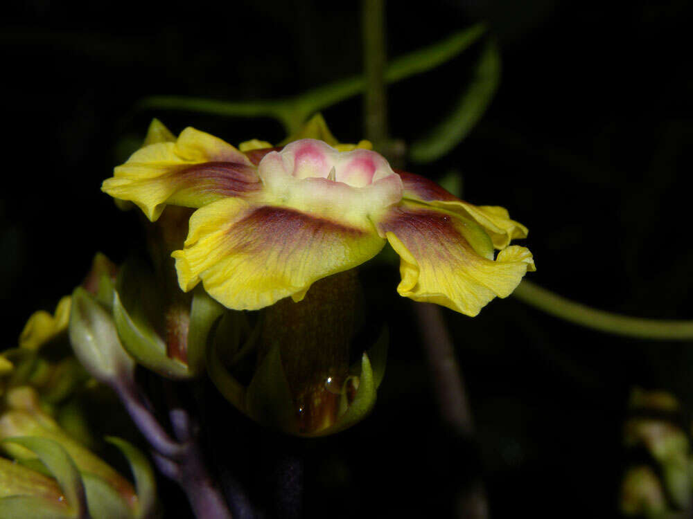 Image de Prestonia longifolia (Sessé & Moç.) J. F. Morales