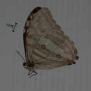 Image of Morpho marcus