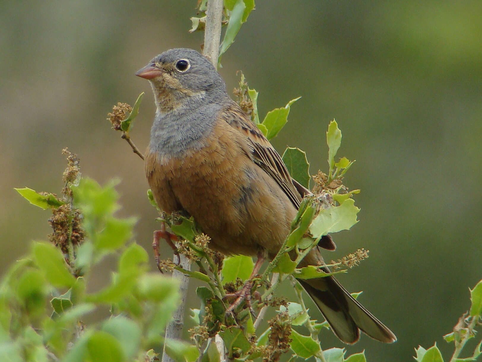 Image of Cretzschmar's Bunting