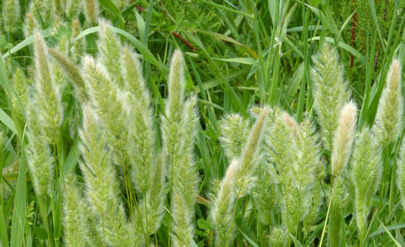 Image of Rabbitsfoot grass