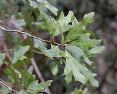 Image of Southern Red Oak