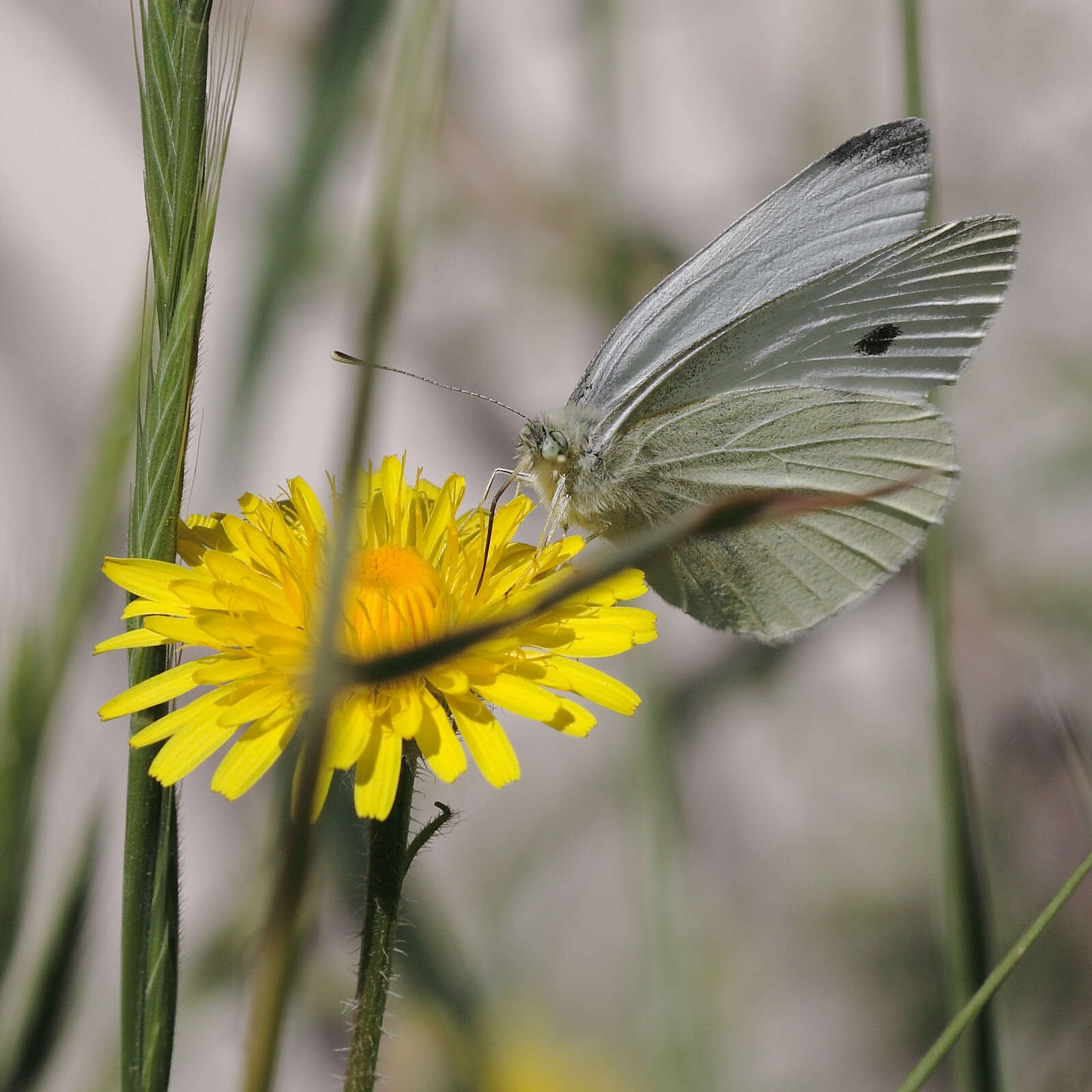 Image of small white