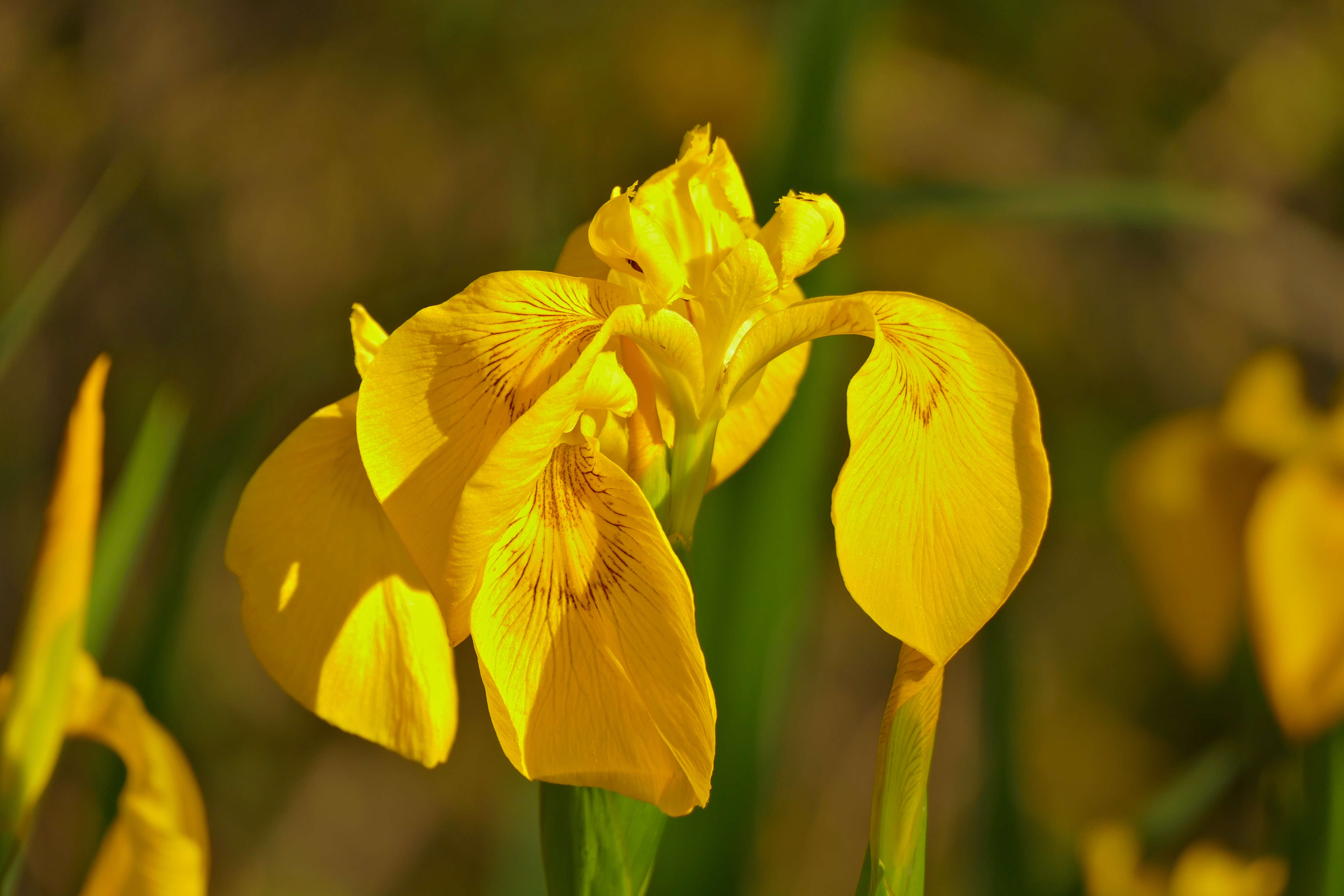 Image of iris