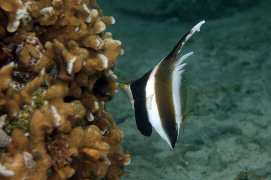 Image of Horned Bannerfish