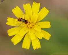 Image de Hieracium gronovii L.