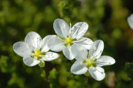 Sagina nodosa (L.) Fenzl的圖片