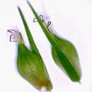 Слика од Carex hitchcockiana Dewey